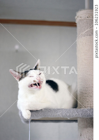 Little Japanese Bobtail cat at home playing on a cat tower Little Japanese Bobtail cat at home playing on a cat tower 106231923
