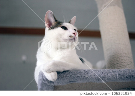 Little Japanese Bobtail cat at home playing on a cat tower Little Japanese Bobtail cat at home playing on a cat tower 106231924