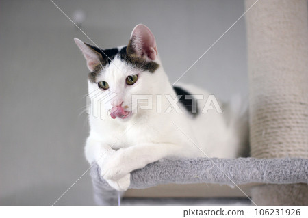 Little Japanese Bobtail cat at home playing on a cat tower Little Japanese Bobtail cat at home playing on a cat tower 106231926