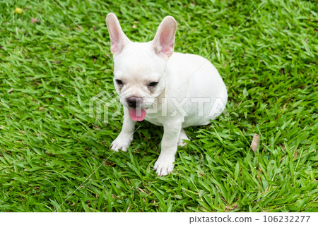 French Bulldog French Bulldog 106232277