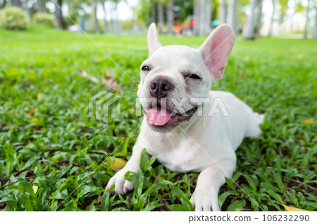 French Bulldog French Bulldog 106232290