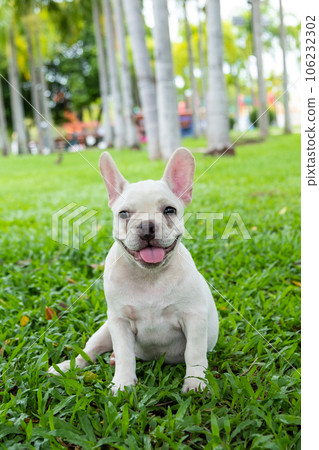 French Bulldog 106232302