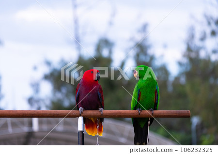 colorful parrot 106232325