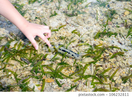 Stroll through the tidal flats 106232811