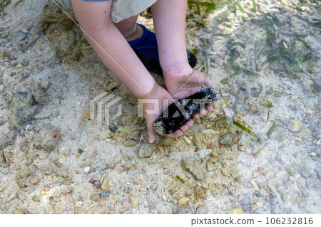 big sea mouse big sea mouse 106232816