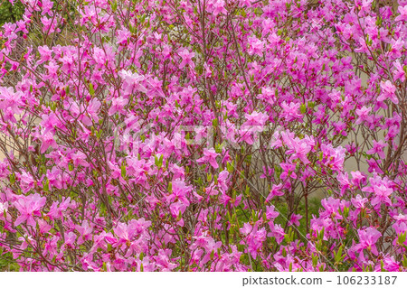 Tanbato kobanoshita in full bloom 106233187