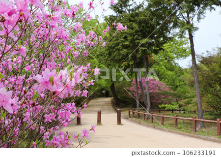 Hirotayama Park in Nishinomiya Spring 106233191
