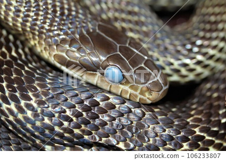 Cloudy eyes of Aodaisho before shedding skin Cloudy eyes of Aodaisho before shedding skin 106233807