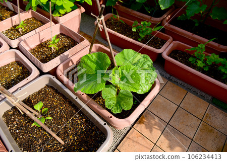Grow a variety of vegetables such as eggplants, green peppers, and yugao in planters Grow a variety of vegetables such as eggplants, green peppers, and yugao in planters 106234413