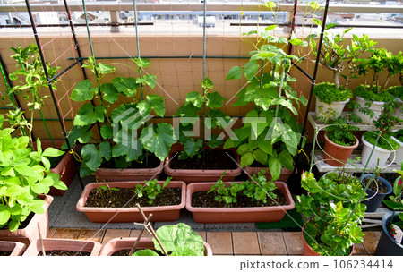 Roof balcony of an apartment Growing vegetables in a planter Cucumbers and string beans 106234414