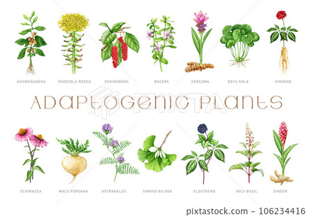 Medicinal adaptogenic plants and herbs painted set. Watercolor botanical illustration. Hand drawn medicinal different plant collection. Gotu kola, tulsi, astragalus, maca, elements. White background 106234416