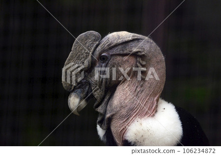 Condor 106234872