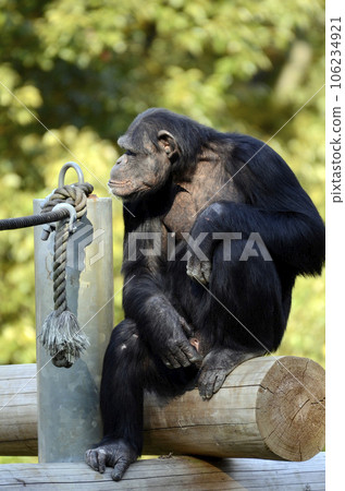 Chimpanzee 106234921