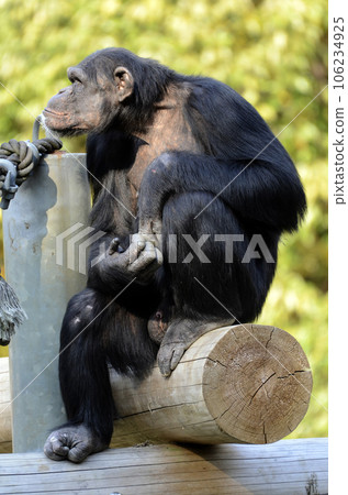 Chimpanzee Chimpanzee 106234925