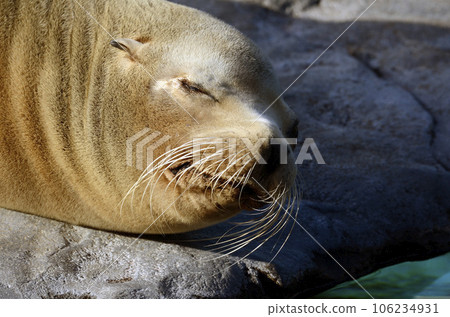 海獅 海獅 106234931