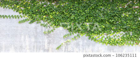 The Green Creeper 106235111