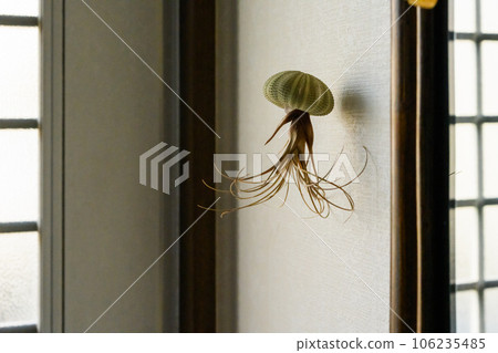 jellyfish in sea urchin shell 106235485