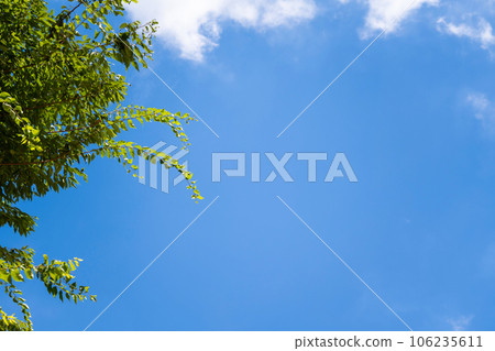 清新的森林風光 106235611