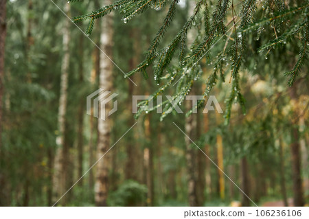 Close-up of beautiful bright young needles on dark green branches of coniferous tree fir. Close-up of beautiful bright young needles on dark green branches of coniferous tree fir. 106236106