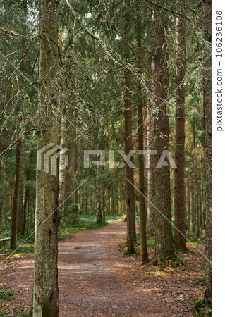 Path among the trees in the forest 106236108