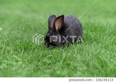 Black rabbit on green grass eat grass. Rabbit with big ears walking in the garden on the lawn. There is a free space for texter in the photo. Black rabbit on green grass eat grass. Rabbit with big ears walking in the garden on the lawn. There is a free space for texter in the photo. 106236113
