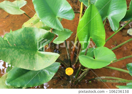 Ecological photograph of the yellow flowers of the endangered kuhone that bloom in the wetlands of the forest in Hatoyama 106236138