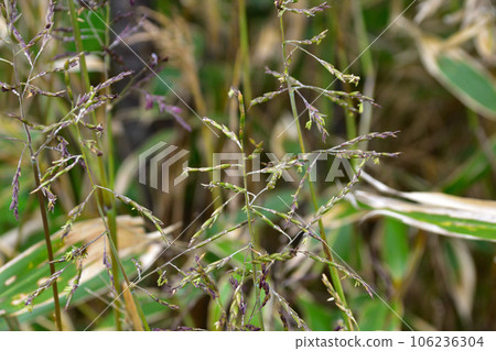 千島笹花 106236304