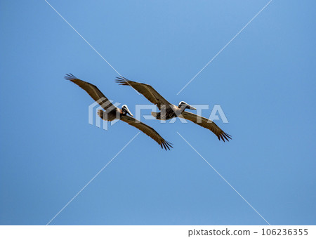 Two brown pelicans flying in a blue sky 106236355