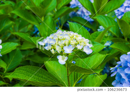 繡球花繡球花 繡球花繡球花 106236673