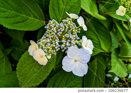繡球花 繡球花 106236677