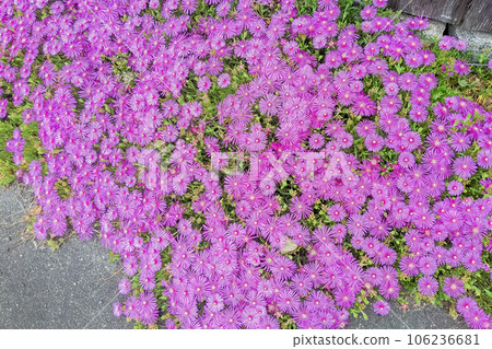 5月奈良山腰路發現松葉菊 5月奈良山腰路發現松葉菊 106236681