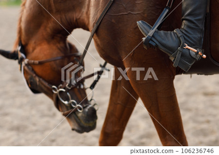 Side view close up of chestnut horse in harness with female rider jockey in hat helmet and white uniform with bridle stack and boots Side view close up of chestnut horse in harness with female rider jockey in hat helmet and white uniform with bridle stack and boots 106236746