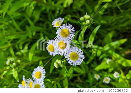 姬君白花姬君 106236852