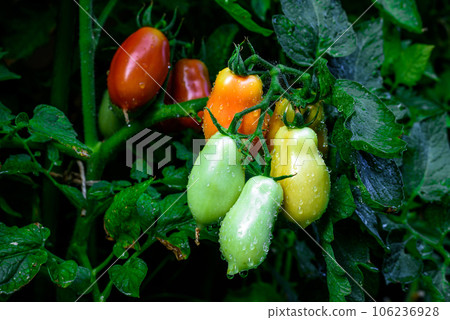 San marzano tomatoes. Red and green tomatoes. San marzano tomatoes. Red and green tomatoes. 106236928