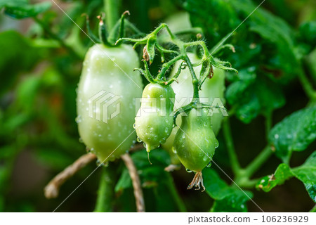 San marzano tomatoes. unripe tomatoes green tomatoes. San marzano tomatoes. unripe tomatoes green tomatoes. 106236929