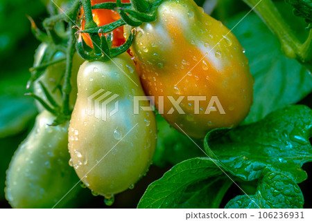 San marzano tomatoes. Red and green tomatoes. San marzano tomatoes. Red and green tomatoes. 106236931