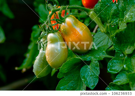San marzano tomatoes. Red and green tomatoes. San marzano tomatoes. Red and green tomatoes. 106236933