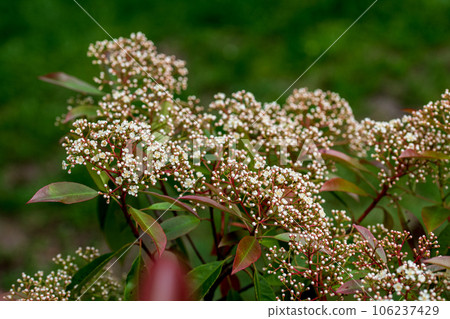 Blooming Photinia fraseri, known as red tip photinia and Christmas berry. Flower of Photinia fraseri. Blooming Photinia fraseri, known as red tip photinia and Christmas berry. Flower of Photinia fraseri. 106237429