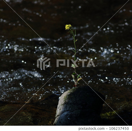 溪邊的油菜花獨自綻放 溪邊的油菜花獨自綻放 106237450