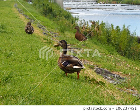 “好吧,好吧……”(鴨子沿著鴨川散步) “好吧,好吧……”(鴨子沿著鴨川散步) 106237451