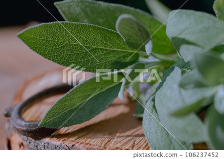 Leaves of Salvia officinalis, common sage, culinary herb on wooden cutting board. 106237452