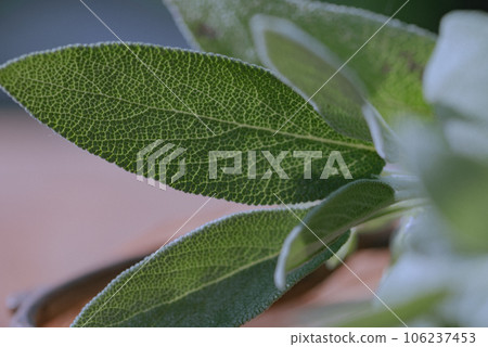 Leaves of Salvia officinalis, common sage, culinary herb on wooden cutting board. Leaves of Salvia officinalis, common sage, culinary herb on wooden cutting board. 106237453