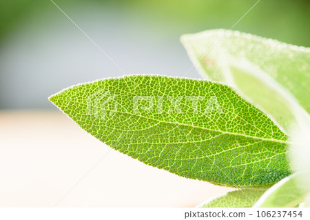 Leaves of Salvia officinalis, common sage, culinary herb. 106237454