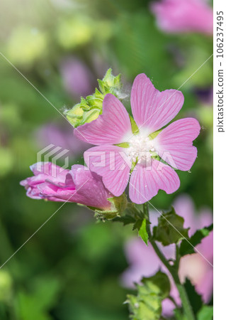 Big pink and red delicate flowers of mallow in bloom with green leaves and buds closeup, summer flowers background, 106237495