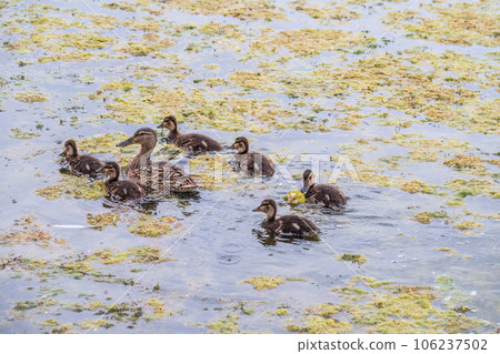 A family of ducks, a duck and its little ducklings are swimming in the water. The duck takes care of its newborn ducklings. Mallard, lat. Anas platyrhynchos 106237502