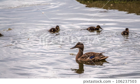 A family of ducks, a duck and its little ducklings are swimming in the water. The duck takes care of its newborn ducklings. Mallard, lat. Anas platyrhynchos 106237503