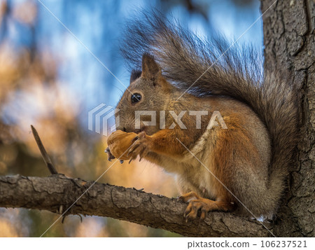 The squirrel with nut sits on tree in the autumn. Eurasian red squirrel, Sciurus vulgaris. 106237521