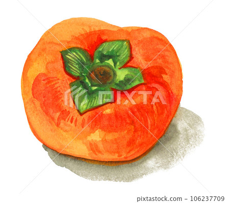 Persimmon painted in watercolor23825pix7 Persimmon painted in watercolor23825pix7 106237709