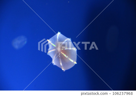 Urikurage Urikurage 106237968