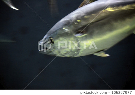 金槍魚 106237977